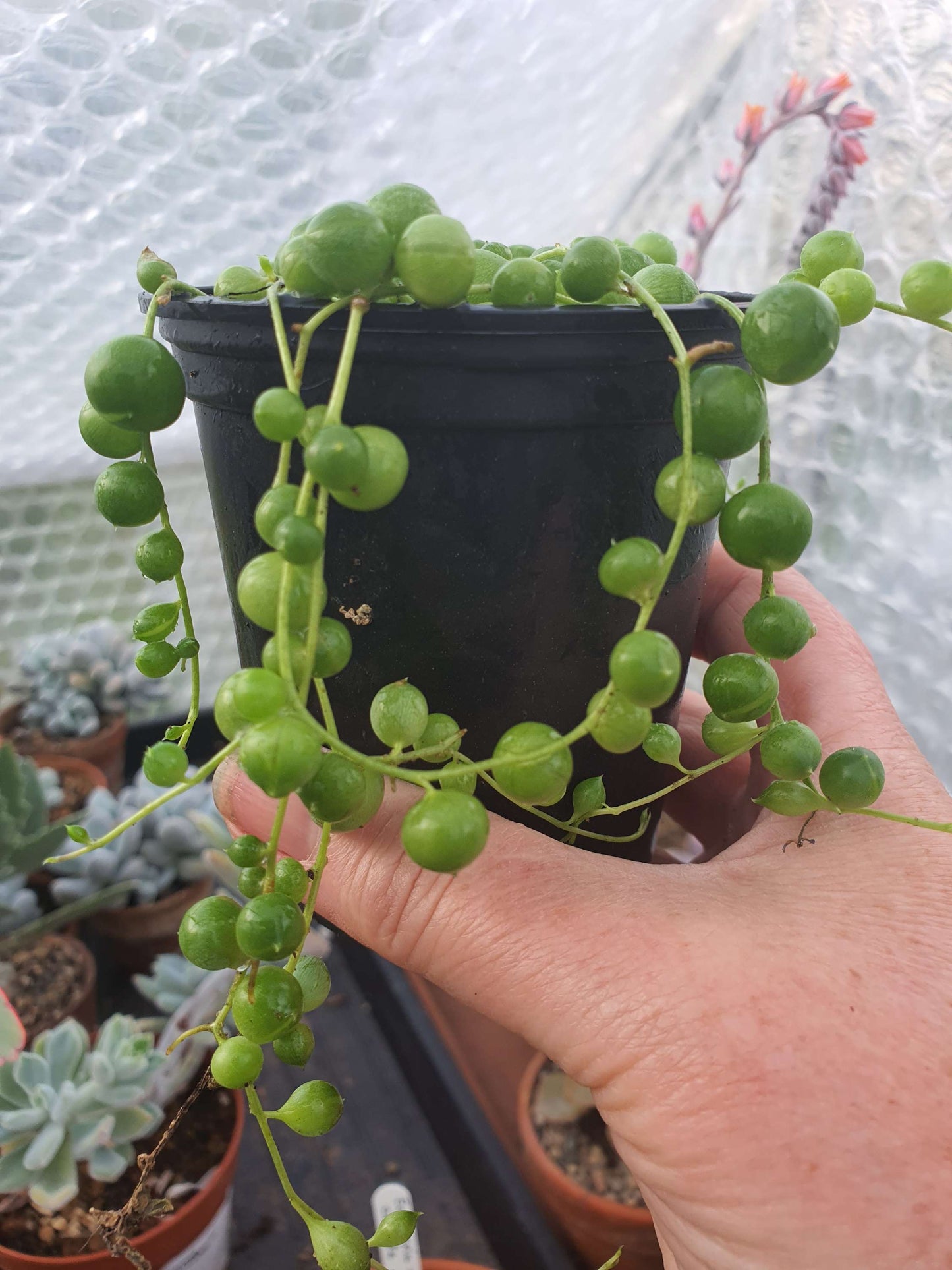 String of Pearls /Bead plant (Senecio rowleyanus) x1 cutting image 4