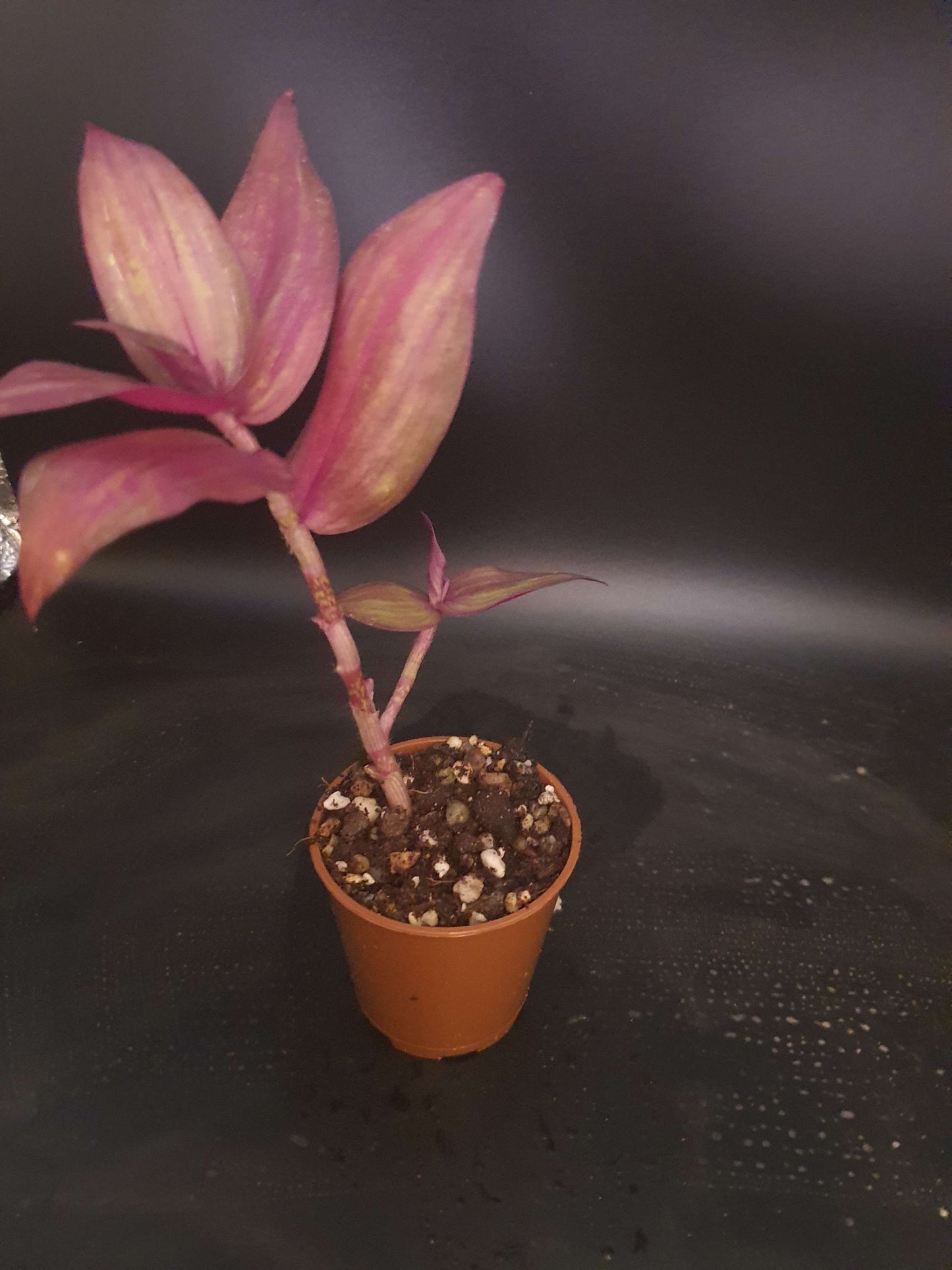 Tradescantia ' Flame Dance' (Wondering Dew cv) Pot image 1