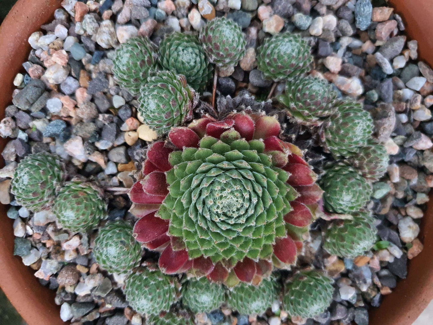 Sempervivum 'Mayfair' (House Leek) image 1