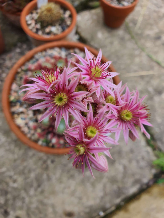 Sempervivum 'Mayfair' (House Leek) - UK grown houseplant - Barney Plants