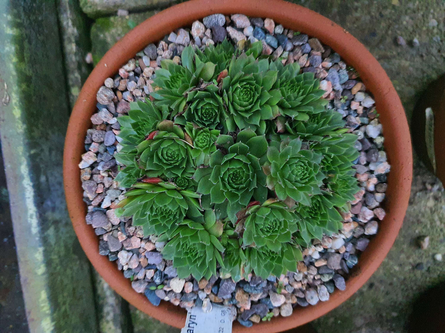 Sempervivum Roosemaryn (House Leek) image 0