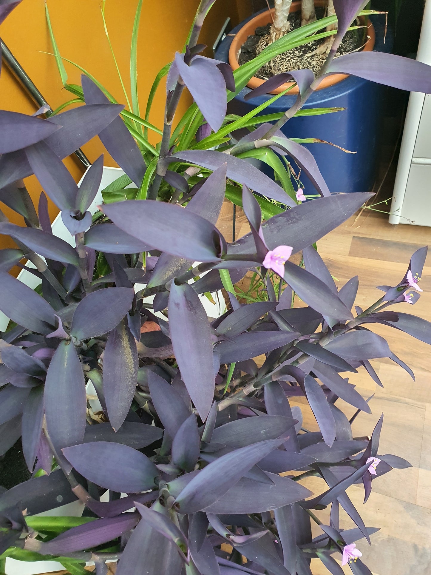 Tradescantia sillamontana (Dark Purple form) - Cutting image 2