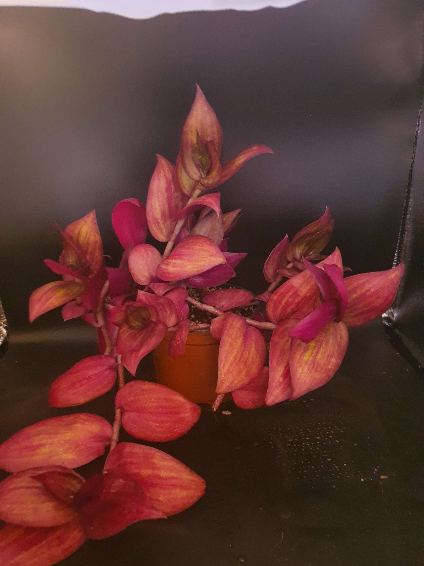 Tradescantia ' Flame Dance' (Wondering Dew cv) cutting image 2