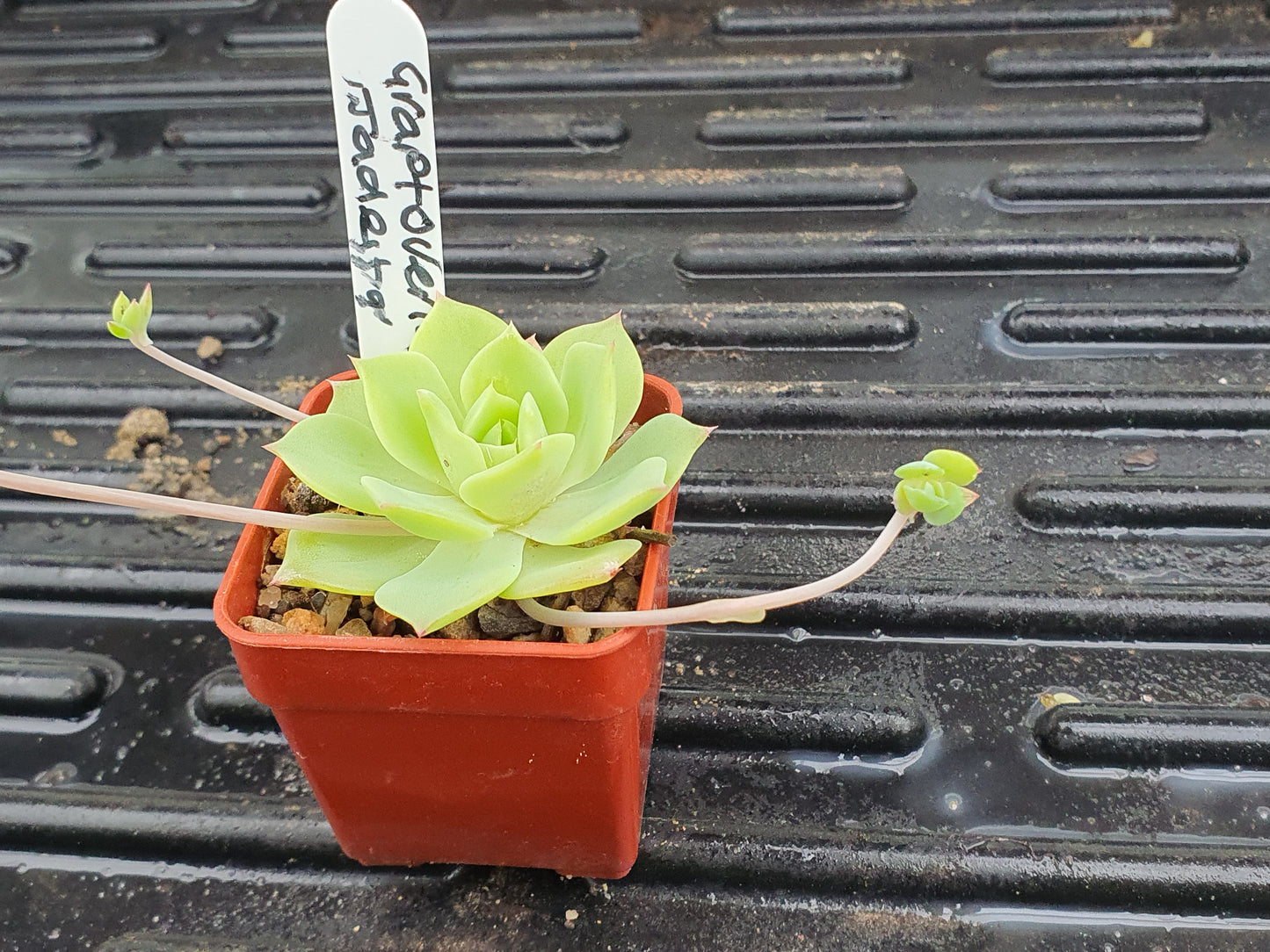xGraptoveria 'Jadeita' image 0