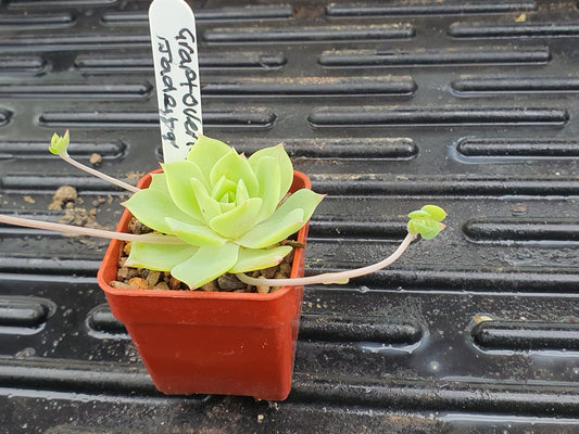 xGraptoveria 'Jadeita' - UK grown houseplant - Barney Plants