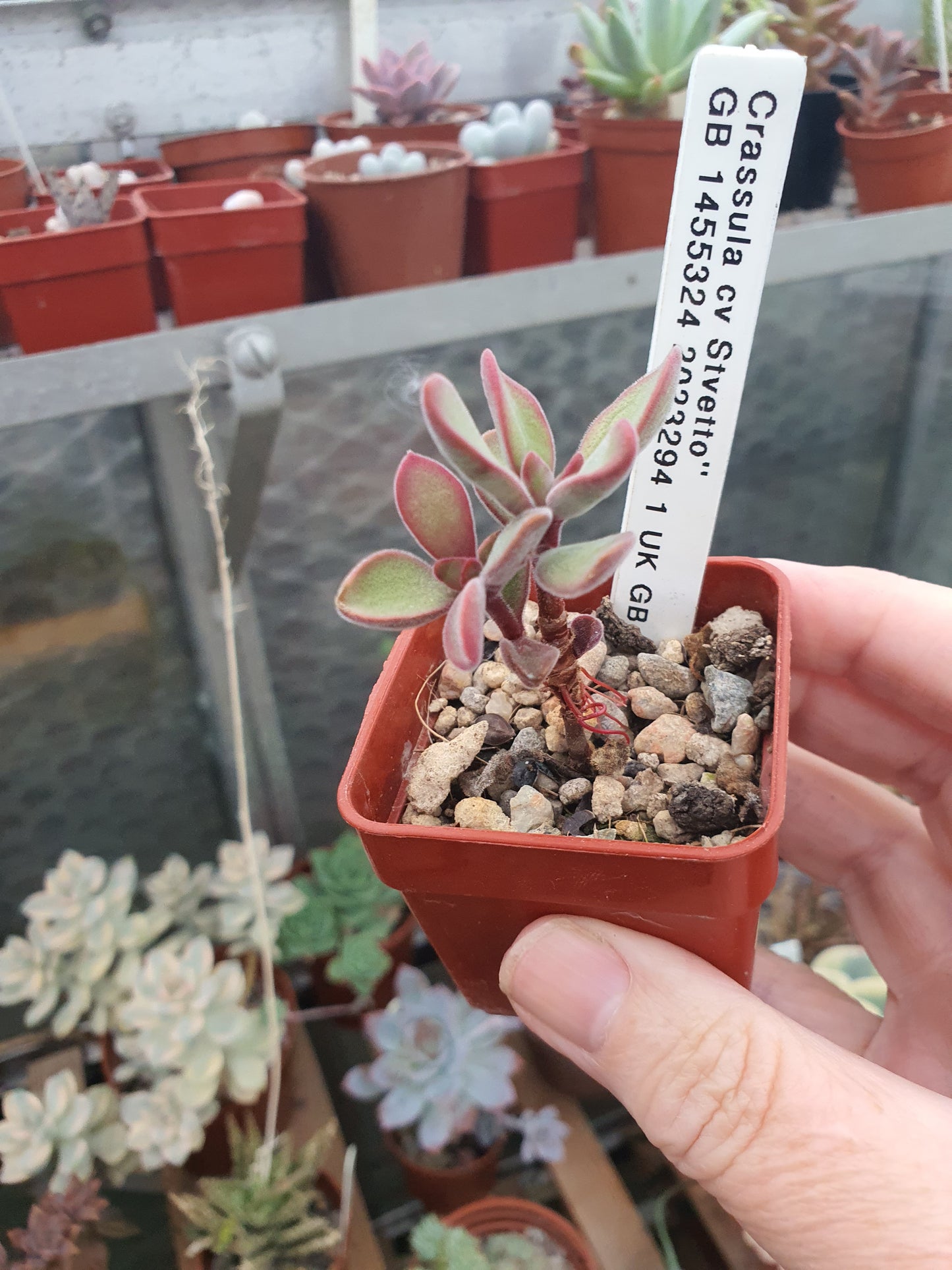 Crassula pubescens 'Stretto' | 🇬🇧 UK grown - UK grown houseplant - Barney Plants