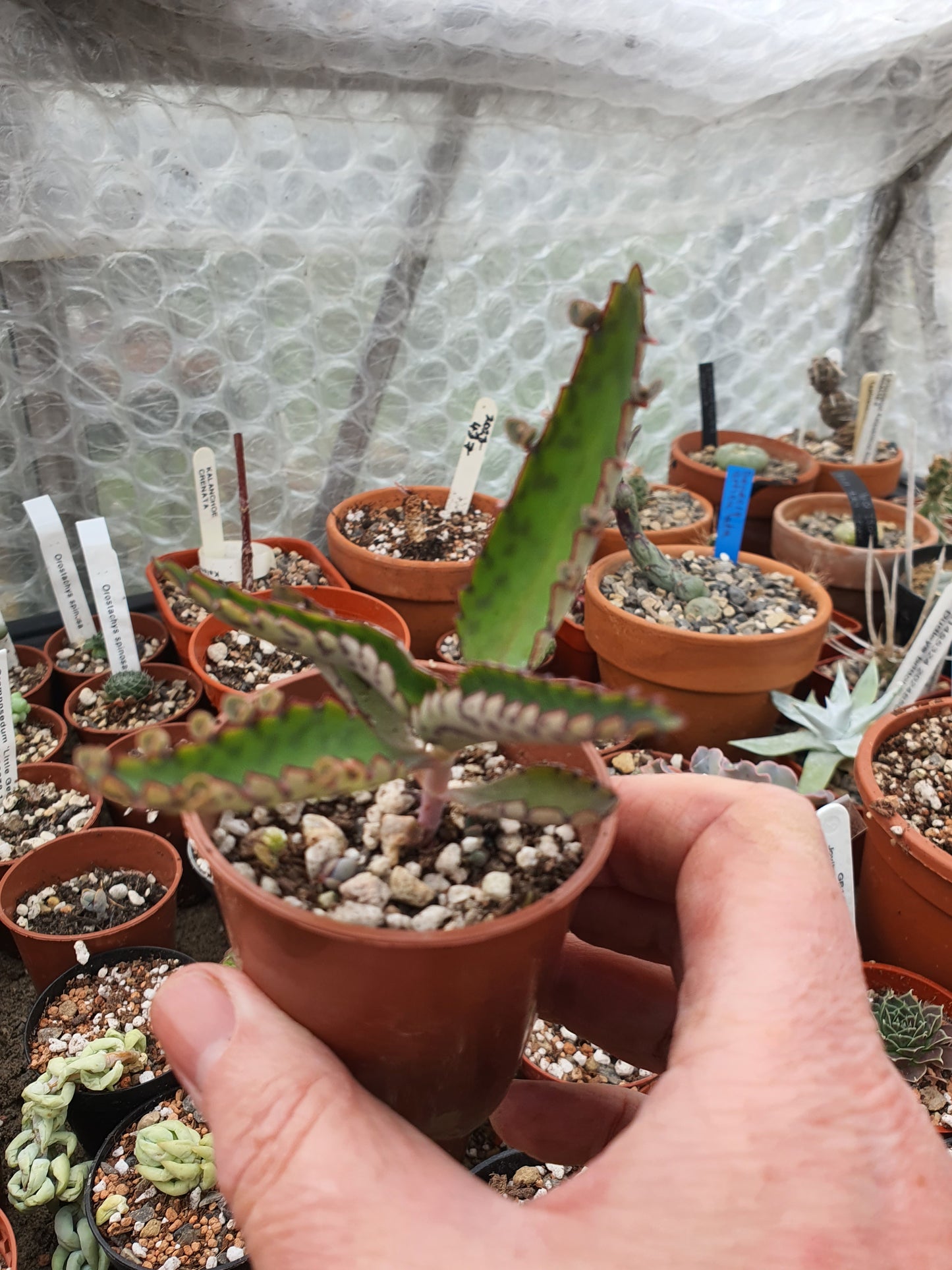Kalanchoe daigremontiana (Mother of thousands) rooted in a pot image 0