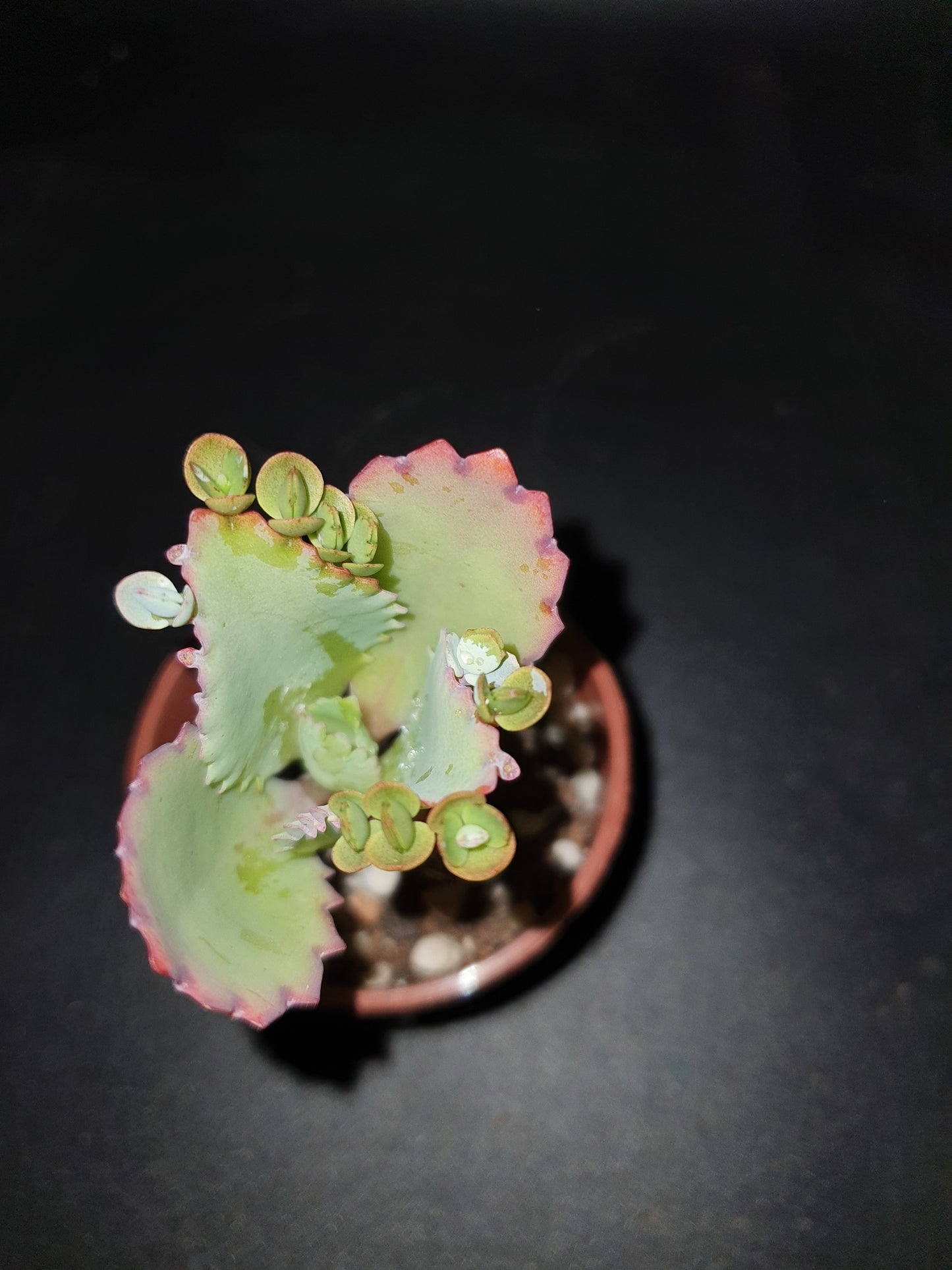 Kalanchoe pinnata Miracle Leaf Plant Plantlets x10 image 2