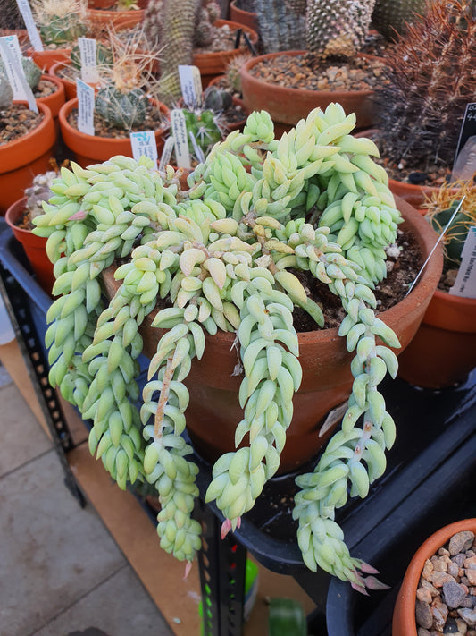 Sedum morganianum 'Burros Tails' (Donkey Tail) adult plant in clay pot