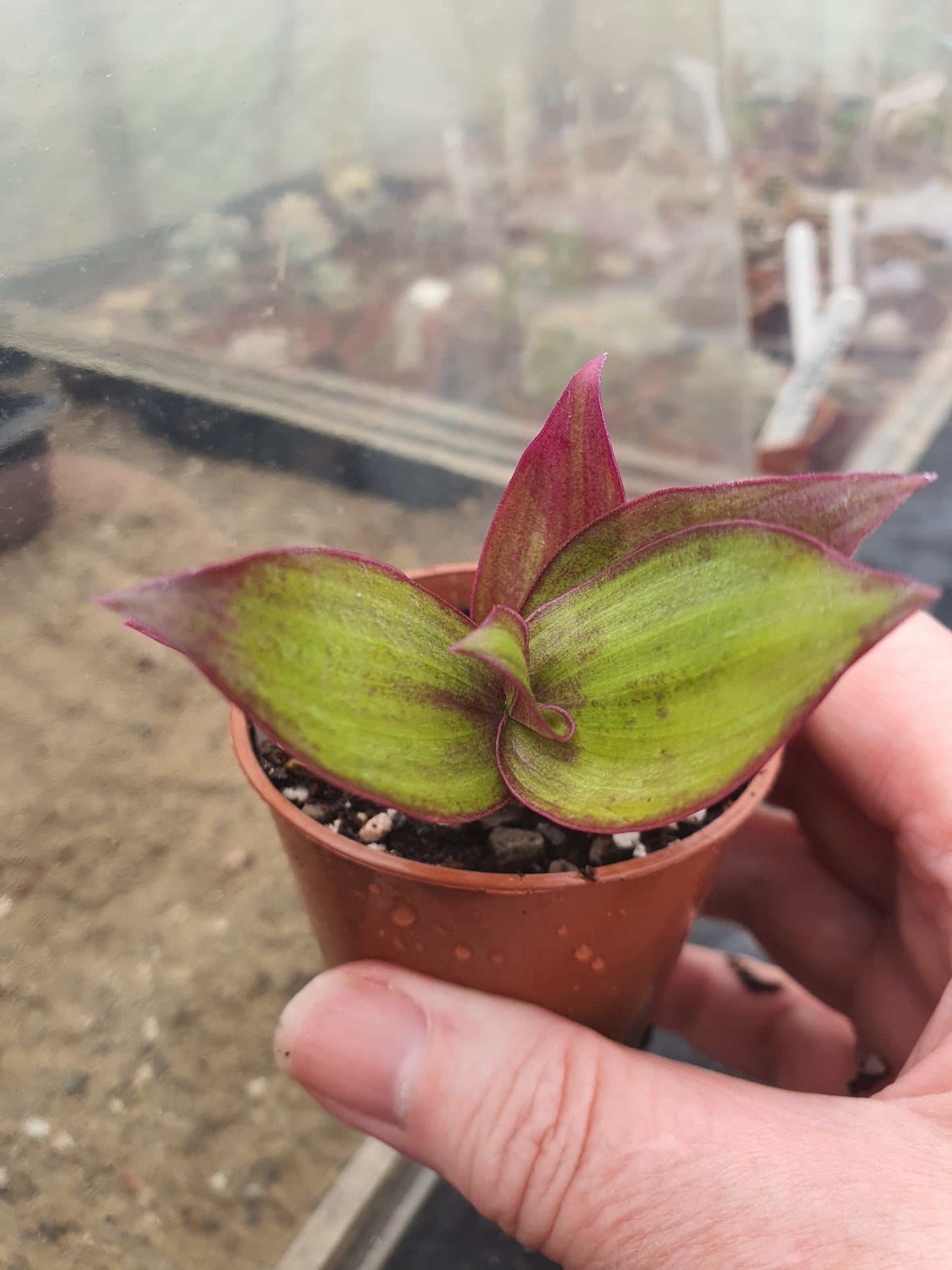 Tradescantia Mixed - x3 Mixed Cuttings