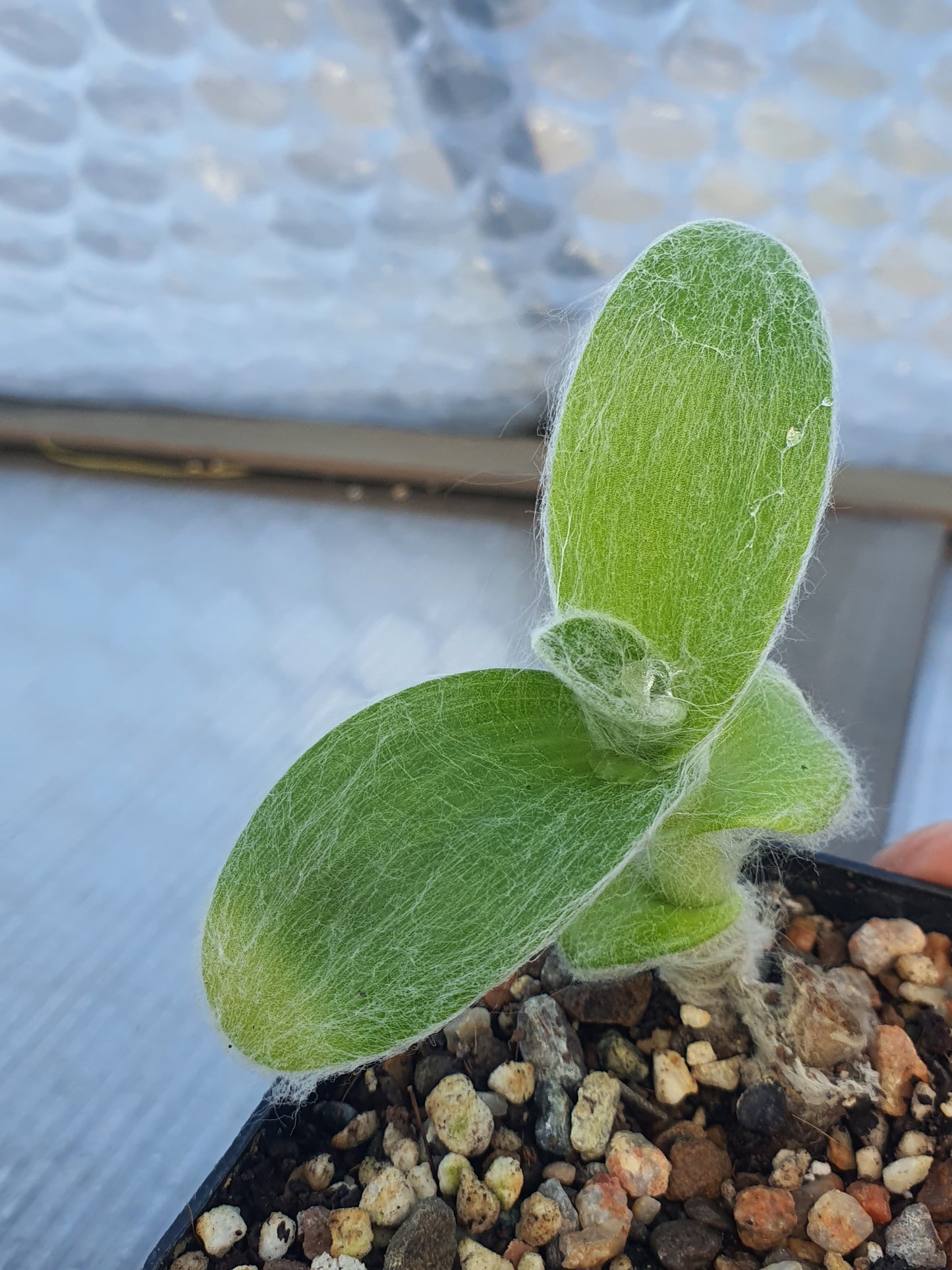 Tradescantia Mixed - x3 Mixed Cuttings