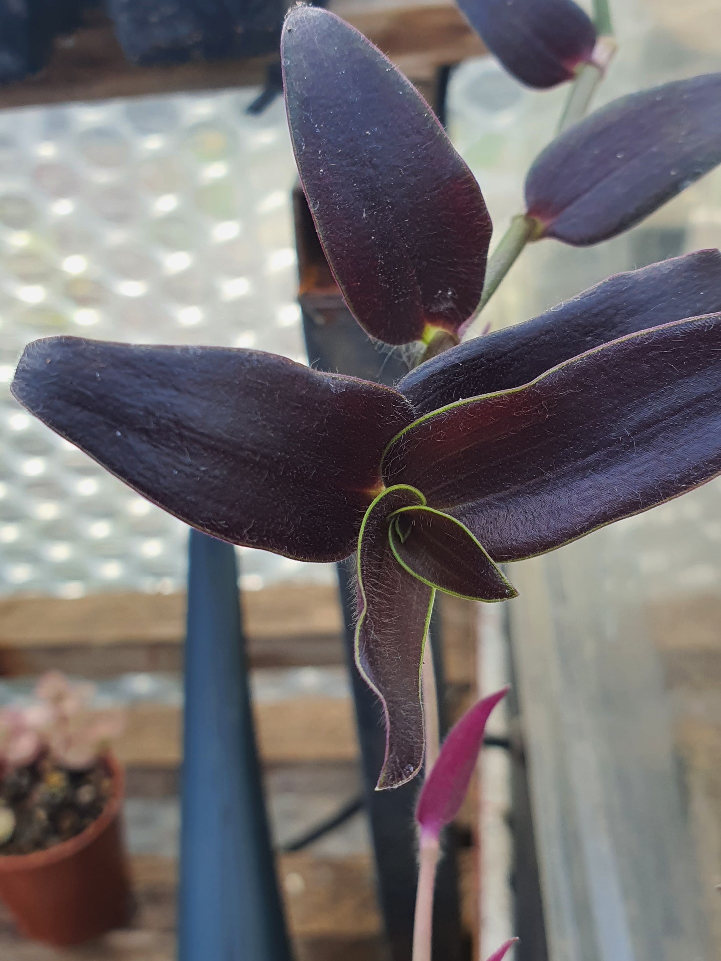 Tradescantia Mixed - x3 Mixed Cuttings