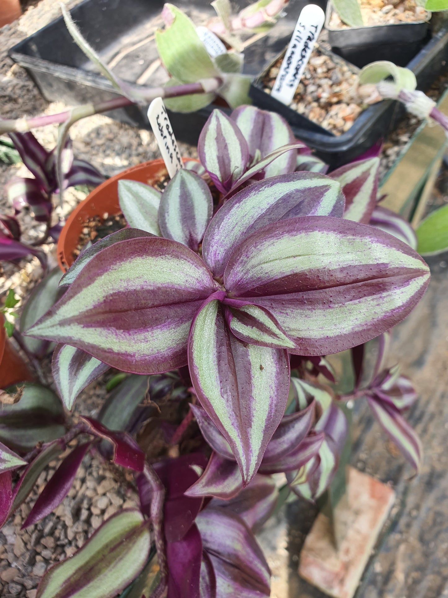 Tradescantia Mixed - x3 Mixed Cuttings