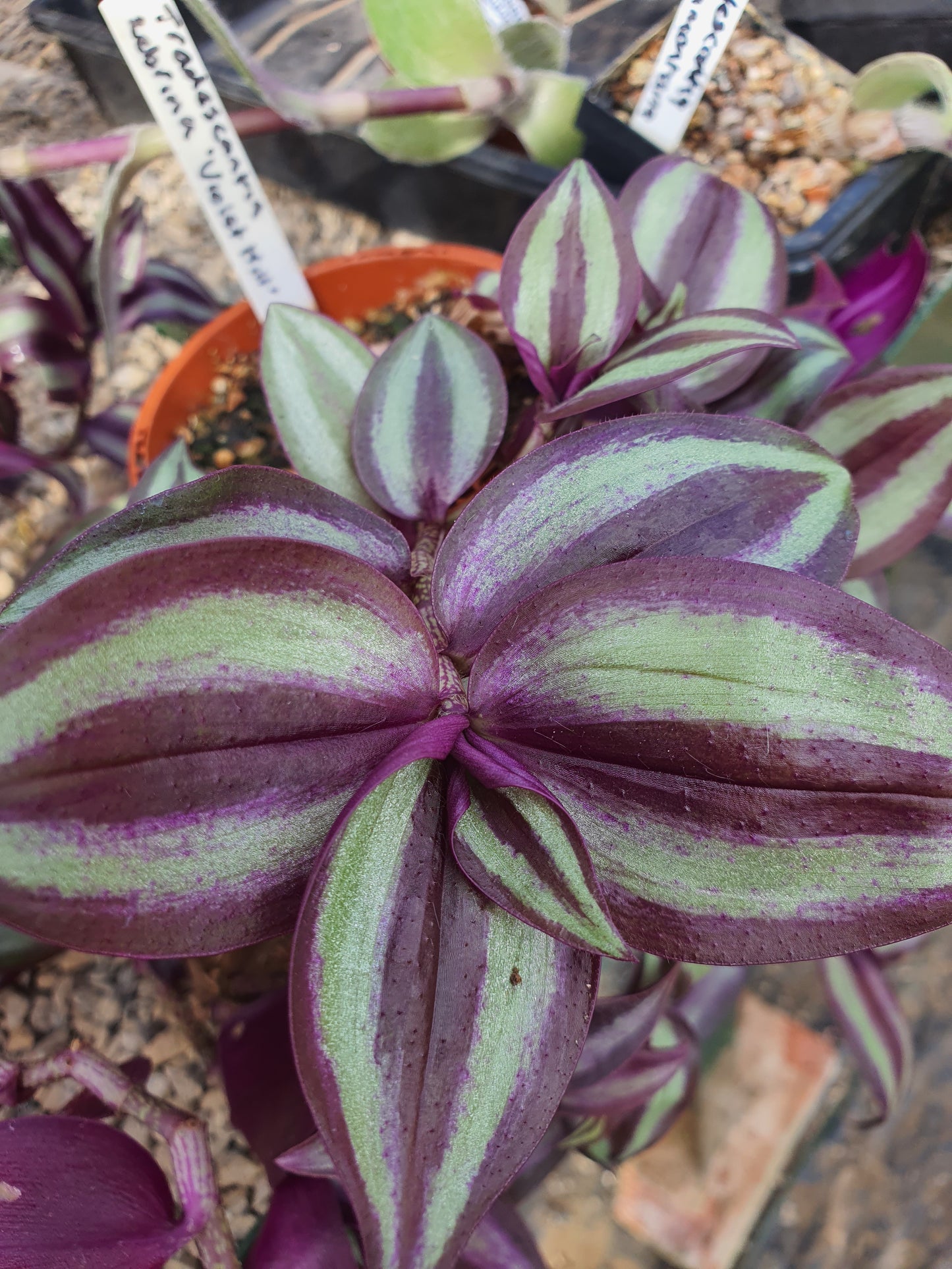 Tradescantia Mixed - x3 Mixed Cuttings