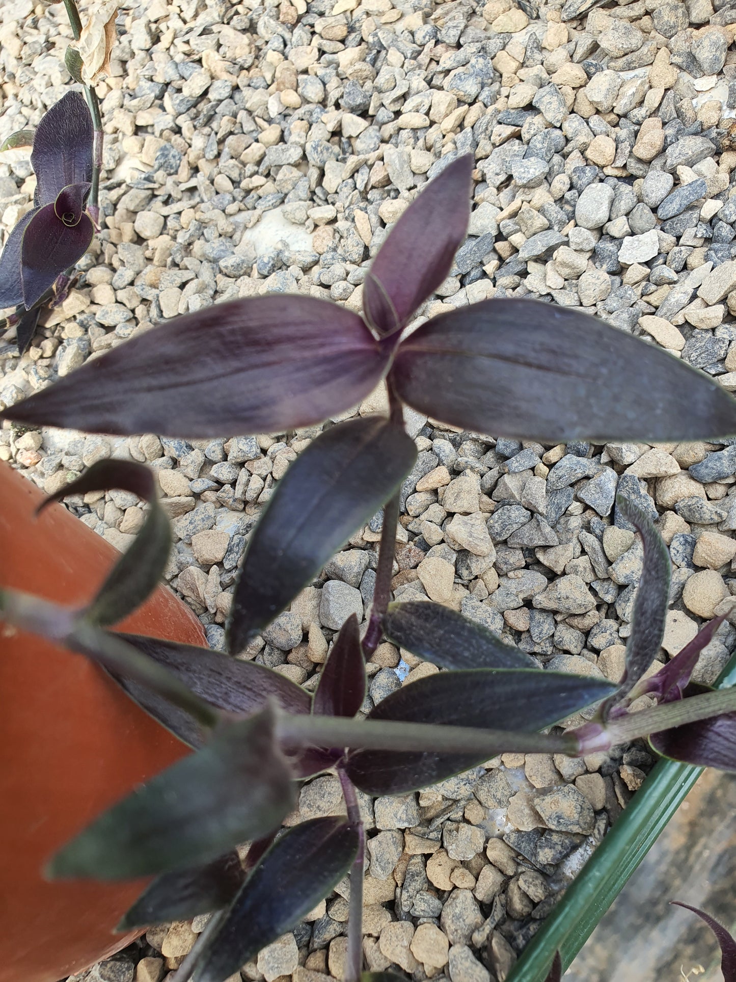 Tradescantia Mixed - x3 Mixed Cuttings
