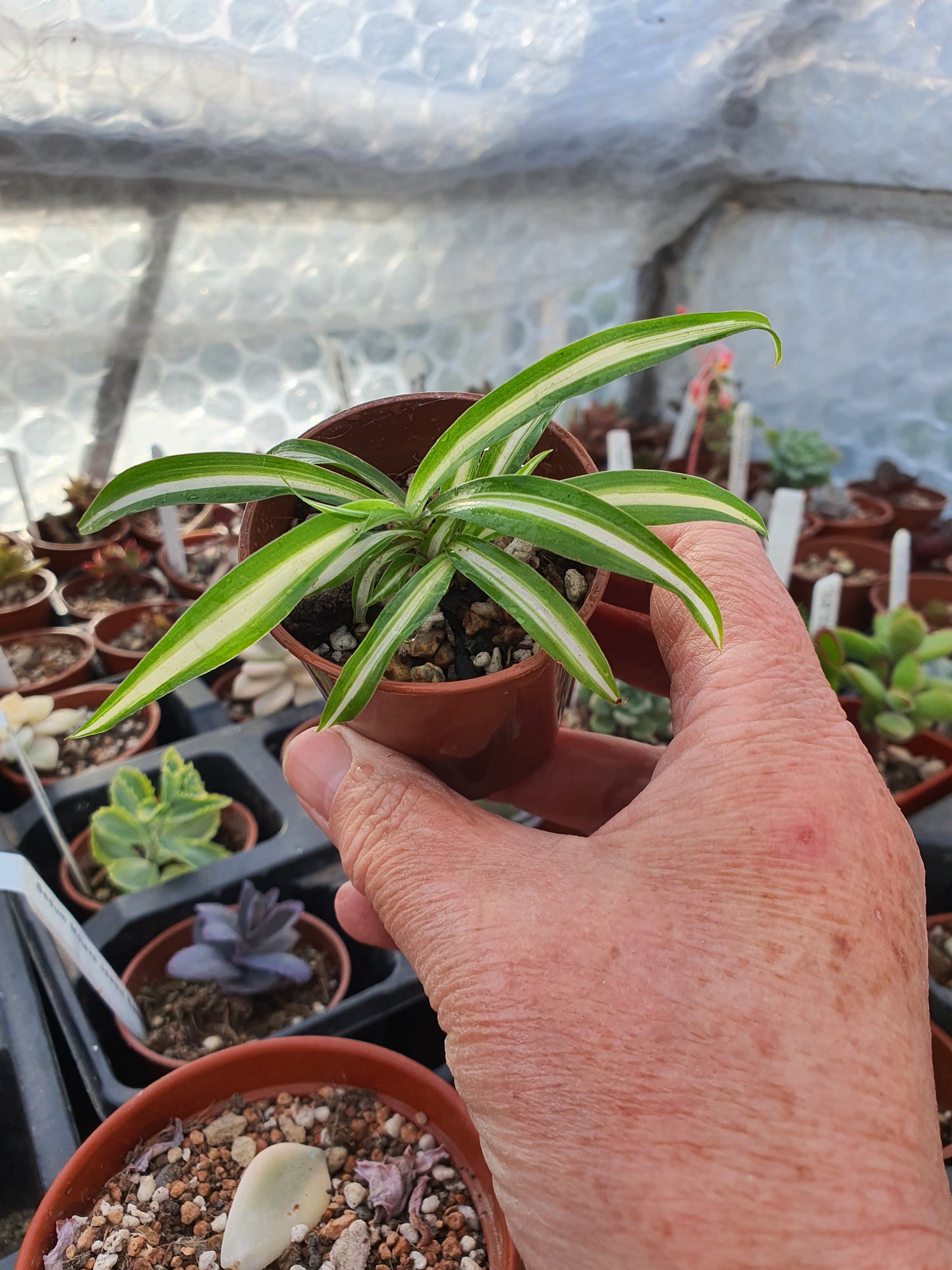 Spider Plant ( Chlorophytum comosum 'Variegatum')