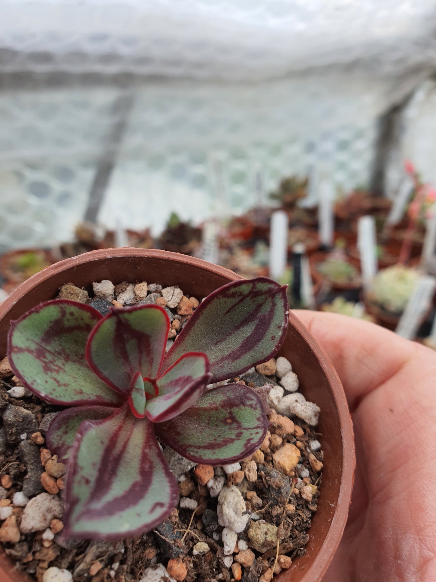Echeveria nodulosa | Painted Echeveria
