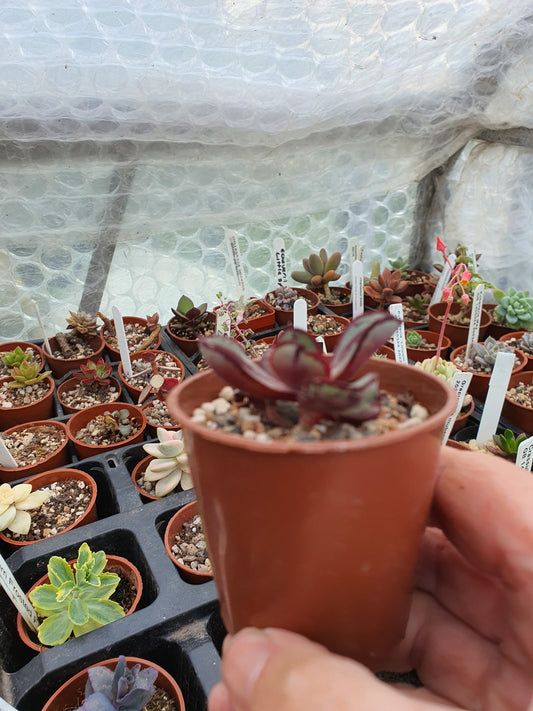 Echeveria nodulosa | Painted Echeveria - UK grown houseplant - Barney Plants