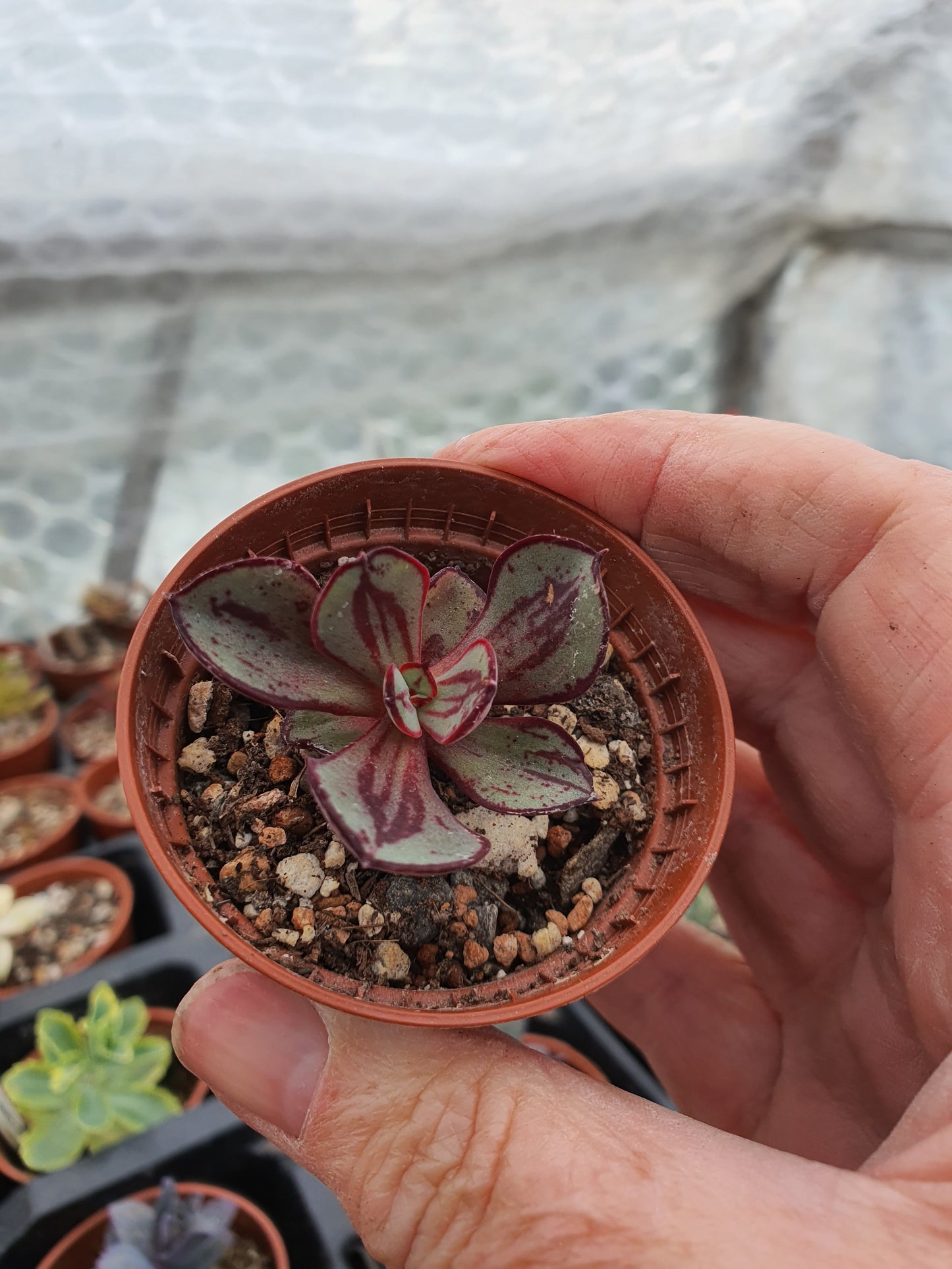 Echeveria nodulosa | Painted Echeveria - UK grown houseplant - Barney Plants