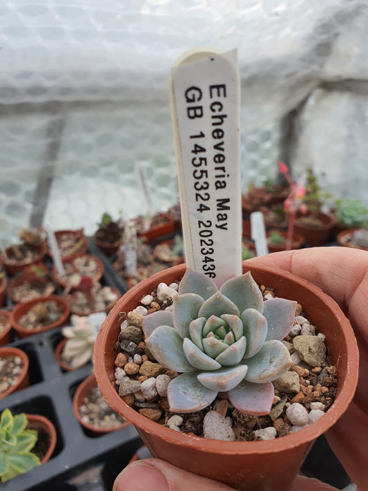 Echeveria 'May'| 🇬🇧 UK Grown