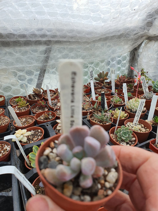 Echeveria 'Little Spoon'| 🇬🇧 UK Grown - UK grown houseplant - Barney Plants