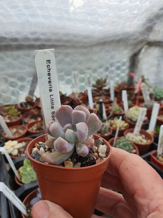 Echeveria 'Little Spoon'| 🇬🇧 UK Grown
