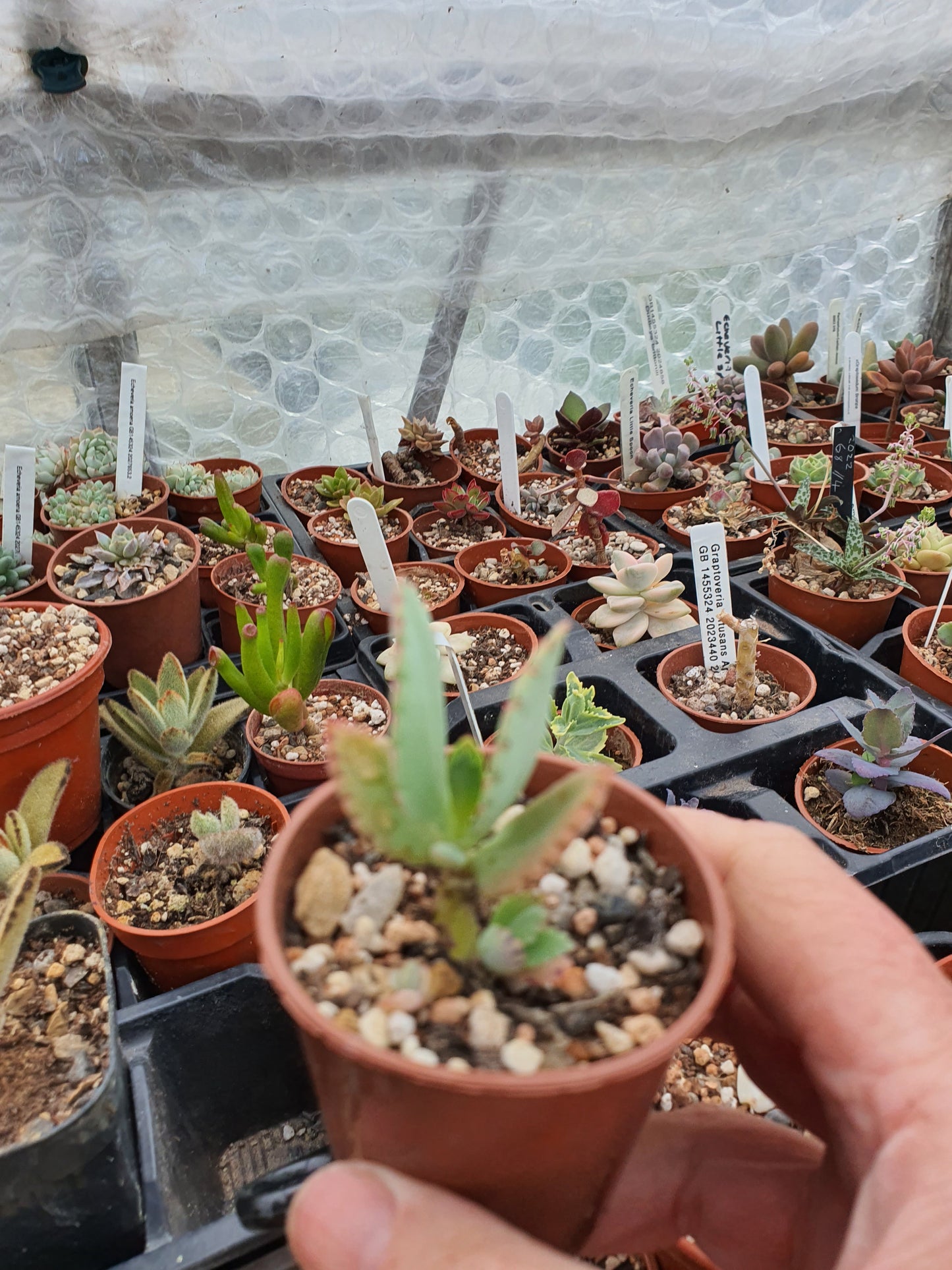 Kalanchoe pinnata (Miracle Leaf Plant)