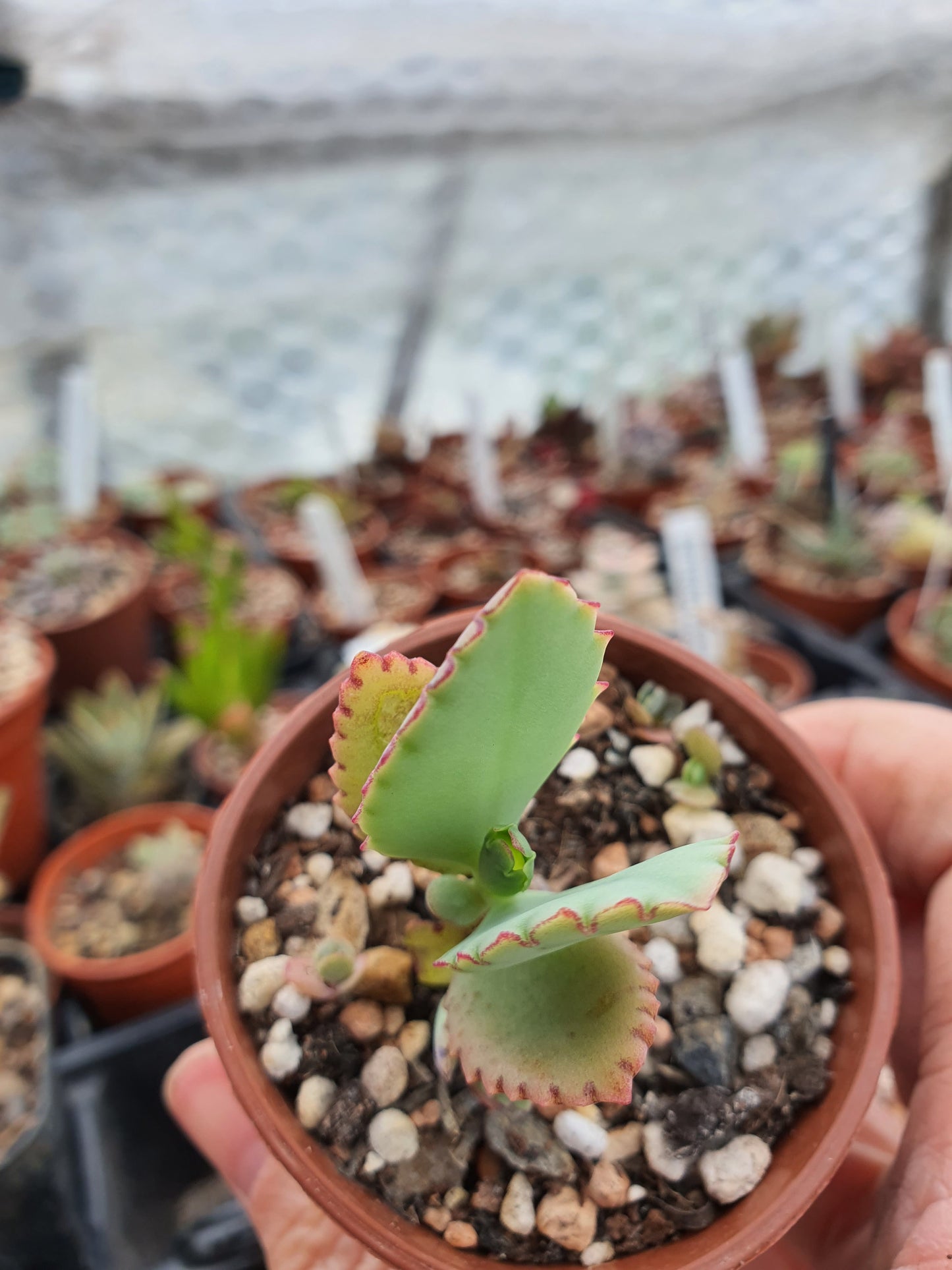 Kalanchoe pinnata (Miracle Leaf Plant) Plug plant