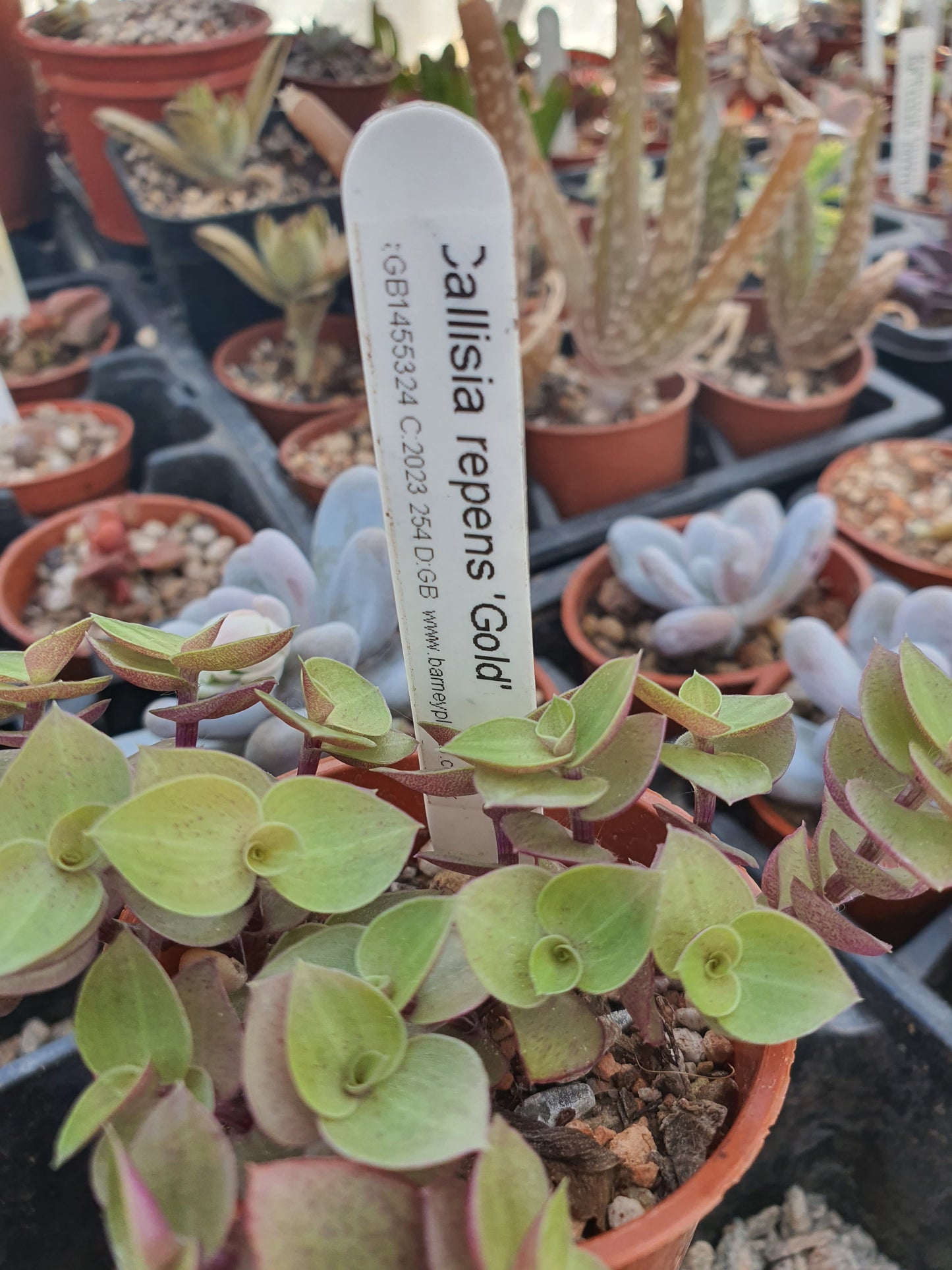 Callisia repens 'Gold' - Trailing - Turtle Vine