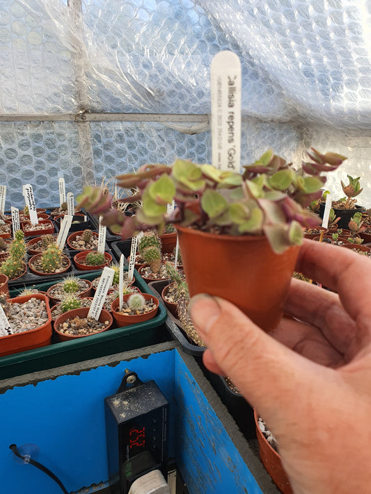 Callisia repens 'Gold'  -  Trailing Plant - Turtle Vine