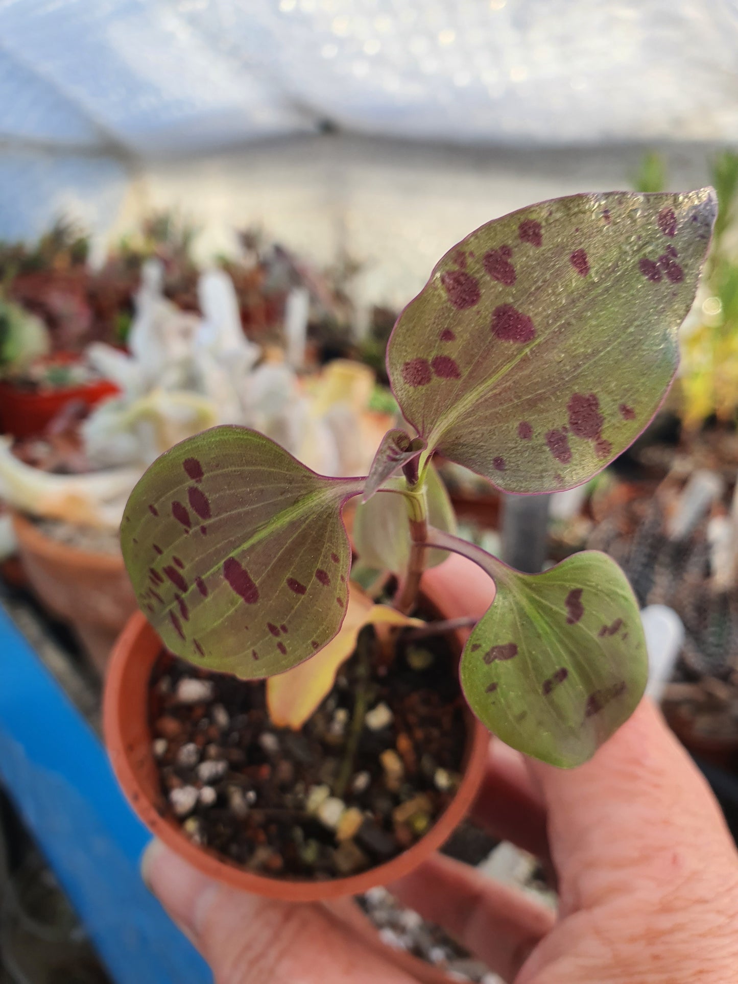 Tinantia pringlei - Spotted mexican Wandering Dew - Plant in a pot -(Tradescantia)