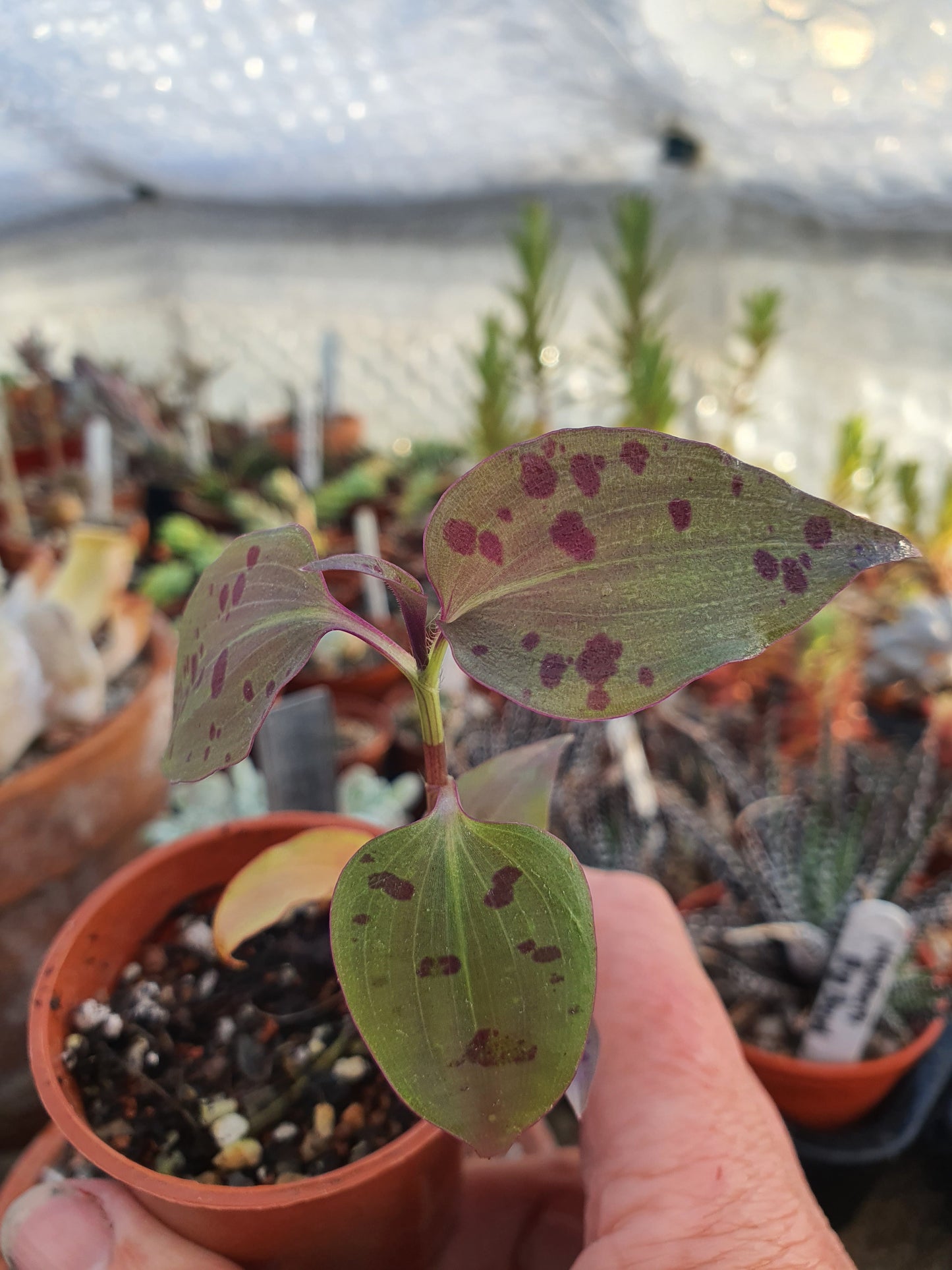 Tinantia pringlei - Spotted mexican Wandering Dew - Plant in a pot -(Tradescantia)