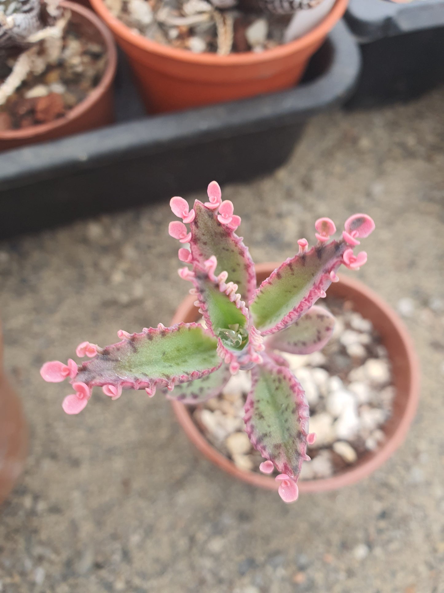Kalanchoe 'Pink Butterfly' | Pink Mother of Thousands |