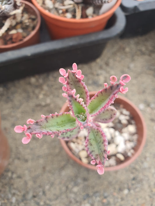 Kalanchoe  'Pink Butterfly' |  Pink Mother of Thousands |