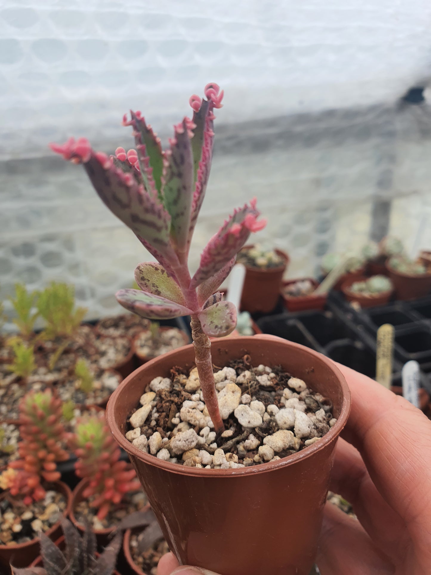 Kalanchoe 'Pink Butterfly' | Pink Mother of Thousands |