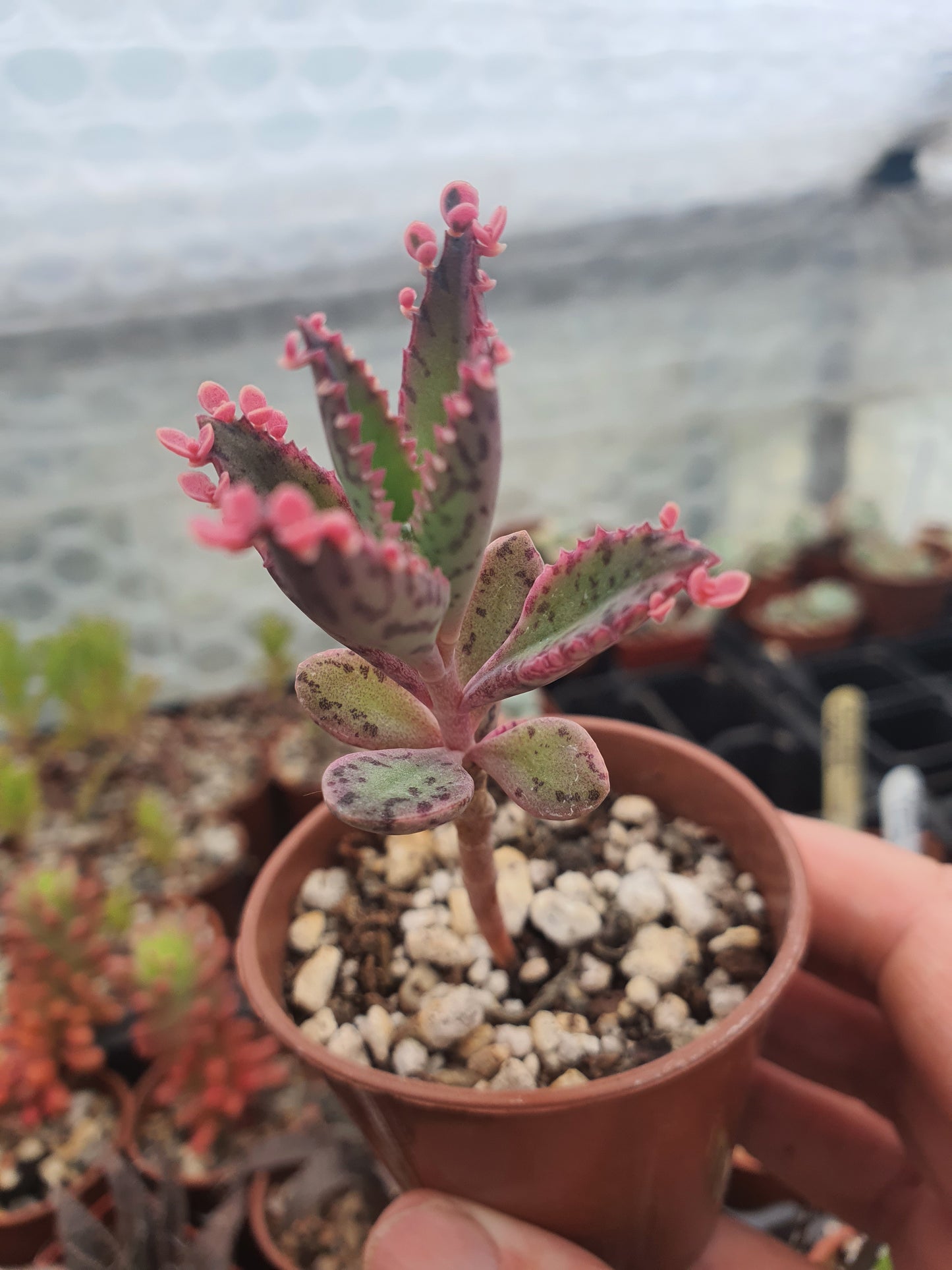 Kalanchoe 'Pink Butterfly' | Pink Mother of Thousands |