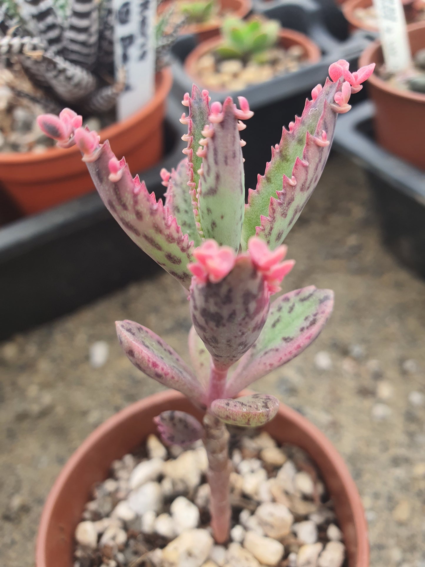 Kalanchoe 'Pink Butterfly' | Pink Mother of Thousands |