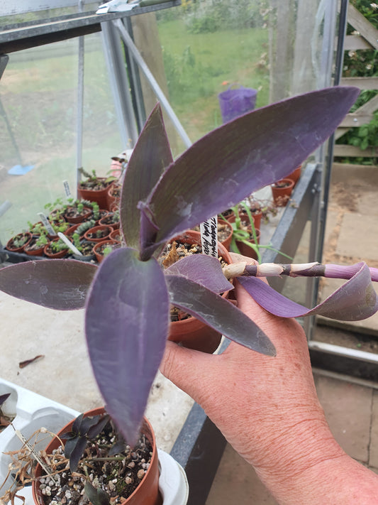 Tradescantia sillamontana Purpurea (Dark Purple form of White Velvet) - Cutting