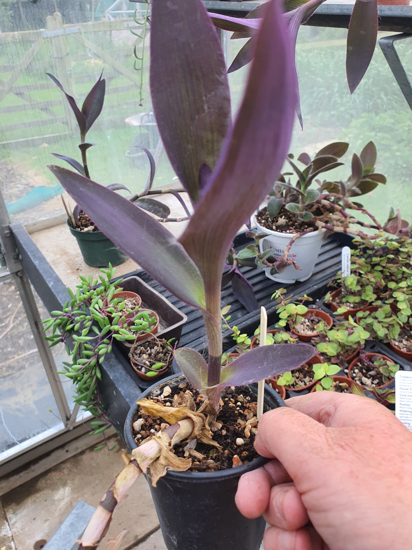 Tradescantia sillamontana Purpurea (Dark Purple form of White Velvet) - Cutting