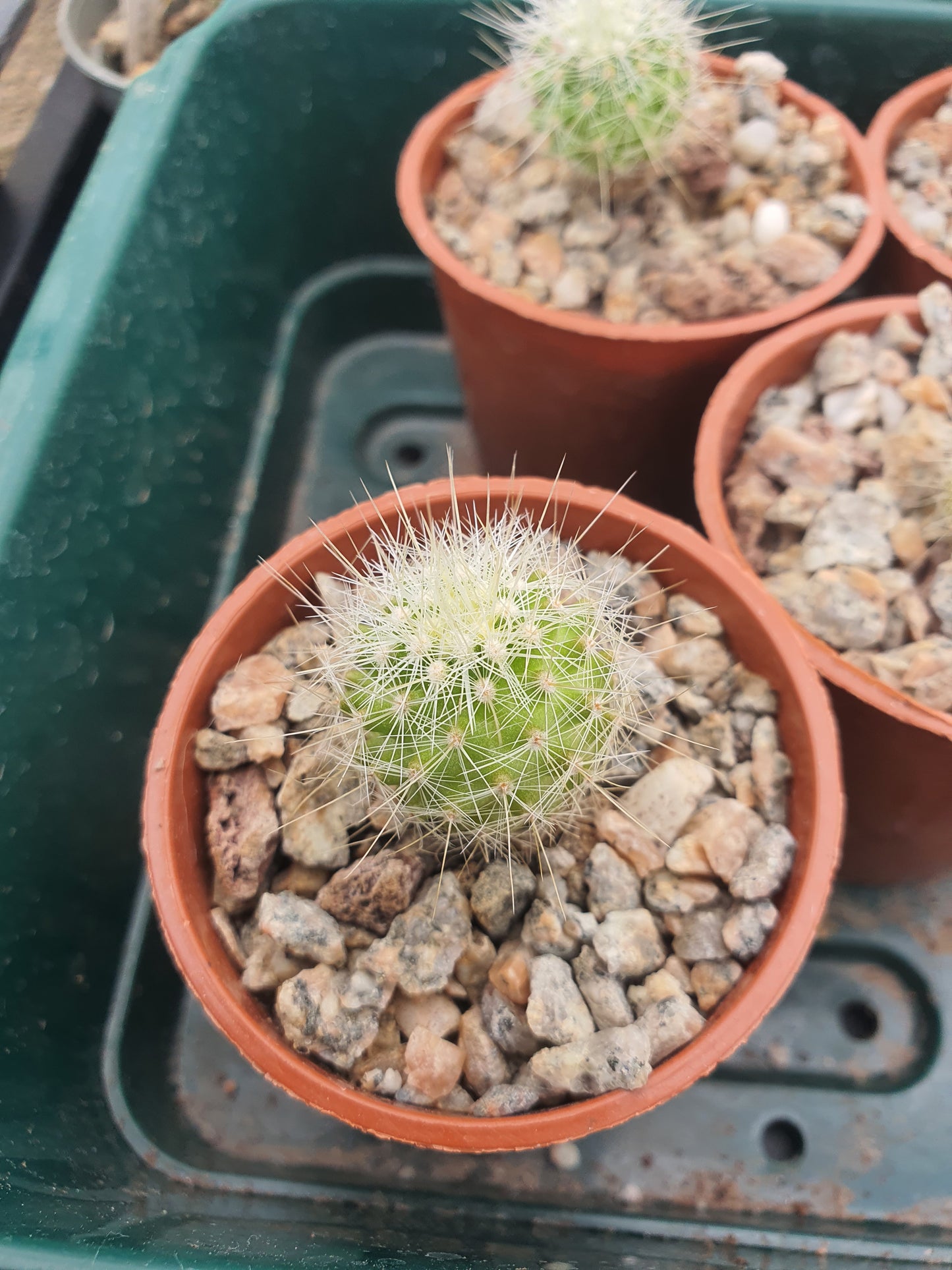 Thelocactus conothelos var. macdowellii | Thelocactus macdowellii - Cactus