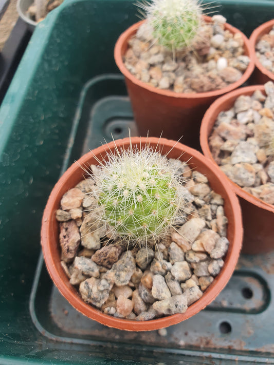 Thelocactus conothelos var. macdowellii | Thelocactus macdowellii - Cactus