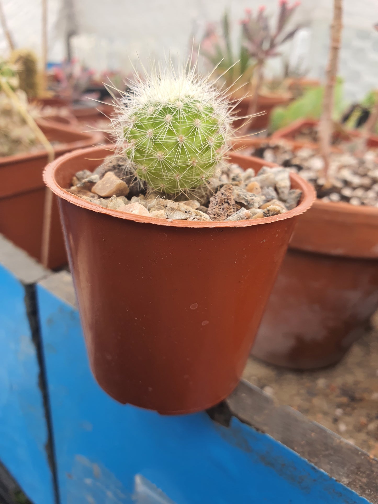Thelocactus conothelos var. macdowellii | Thelocactus macdowellii - Cactus