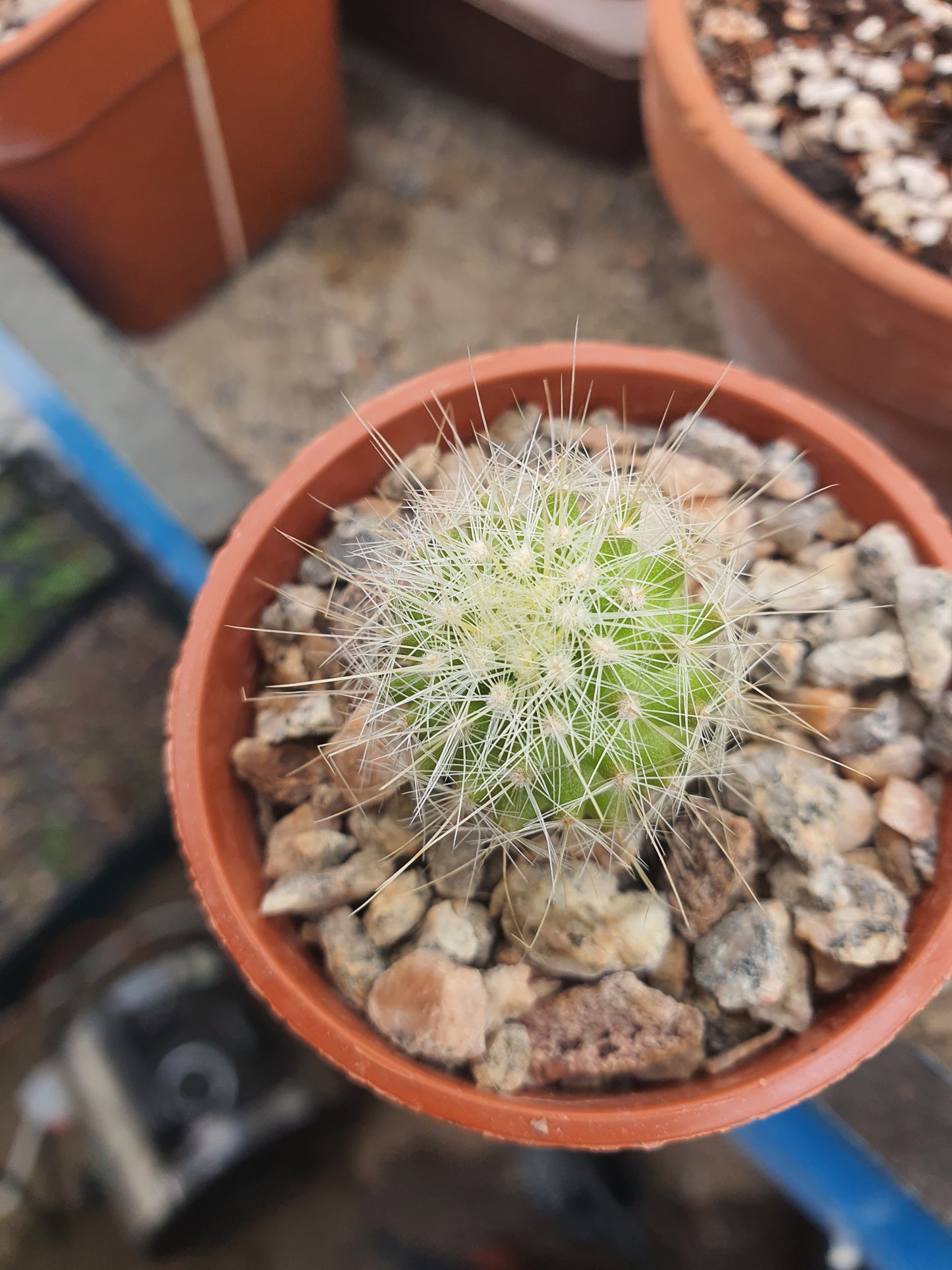 Thelocactus conothelos var. macdowellii | Thelocactus macdowellii - Cactus