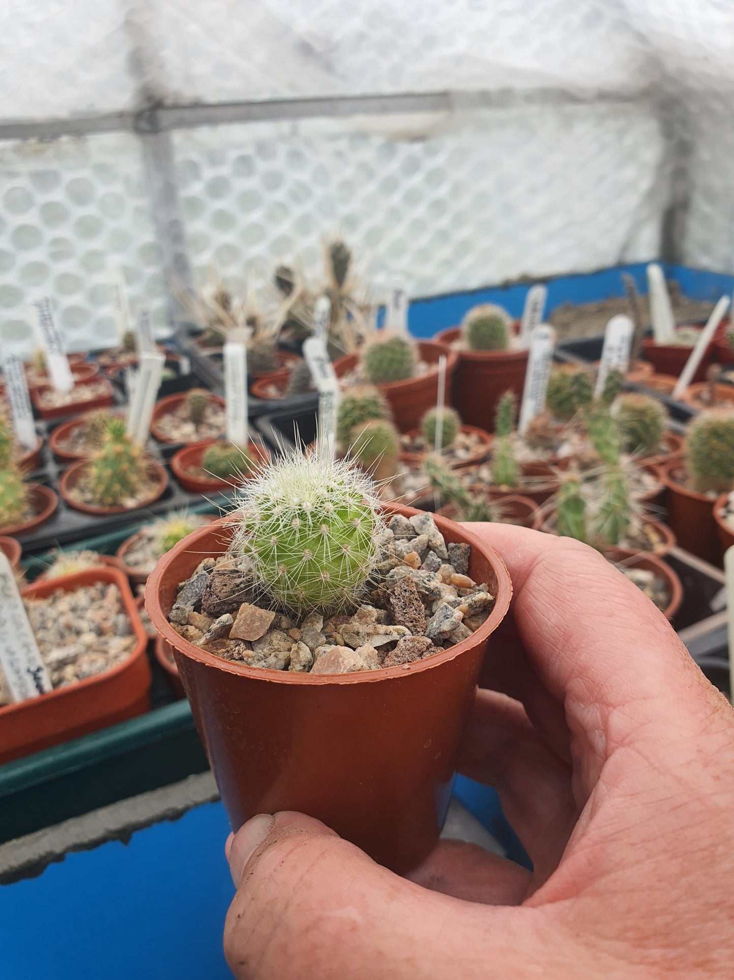 Thelocactus conothelos var. macdowellii | Thelocactus macdowellii - Cactus