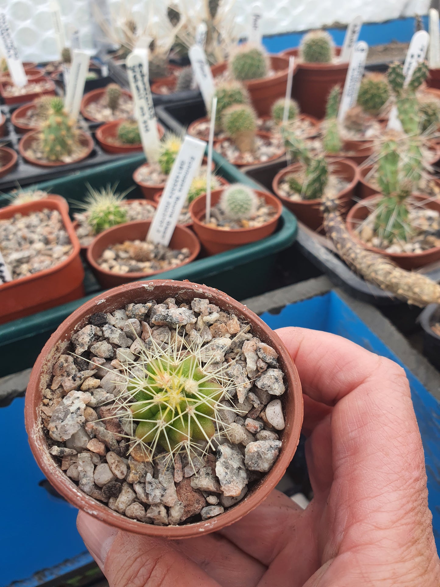 Echinocactus grusonii - Golden Barrel Cactus