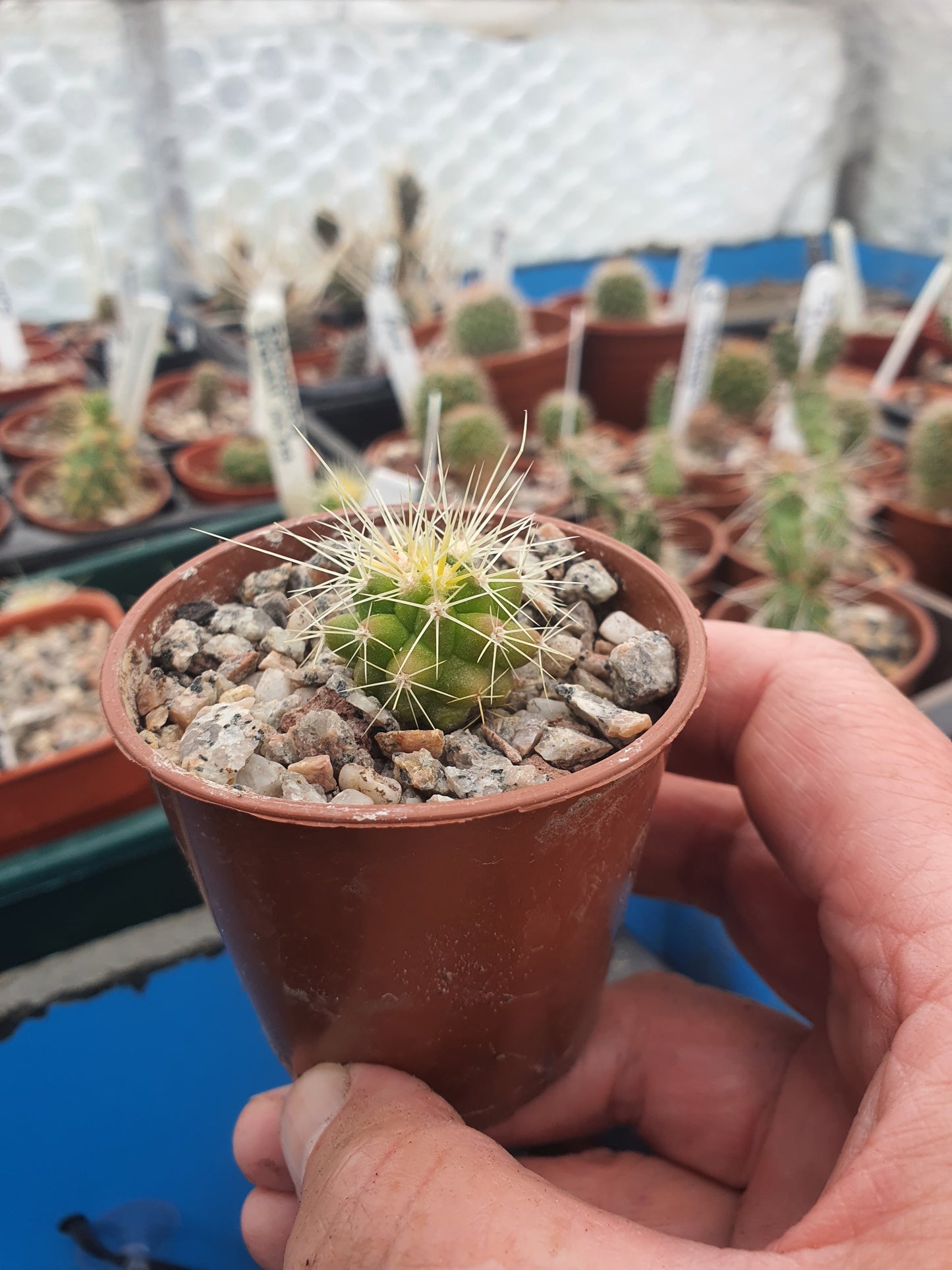 Echinocactus grusonii - Golden Barrel Cactus