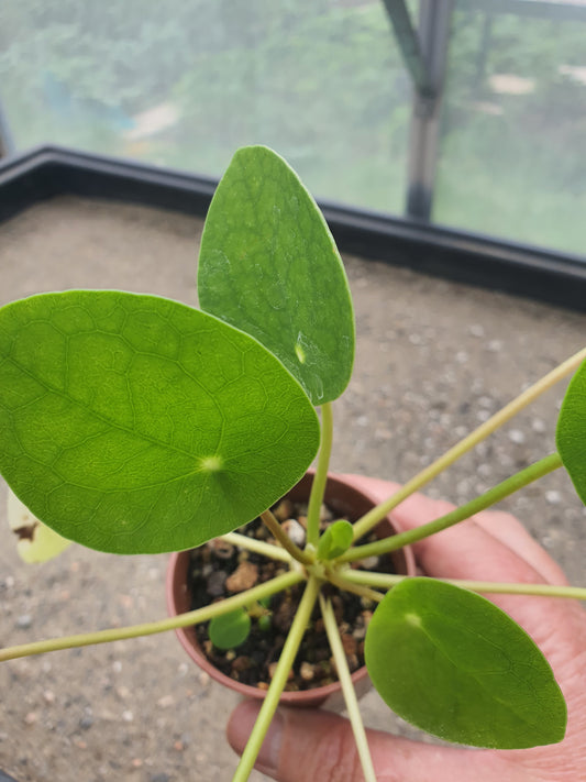 Peperomia polybotrya | Raindrop Peperomia