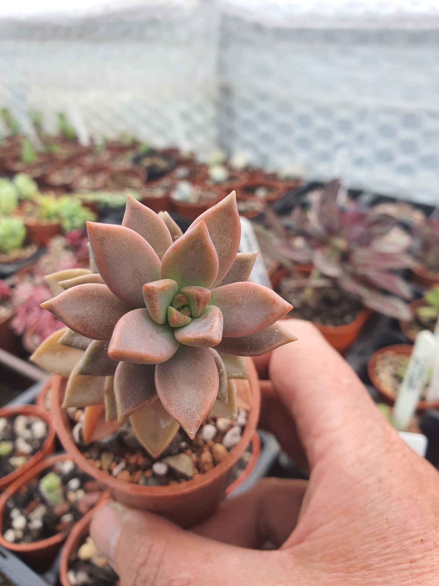 x Graptosedum 'Bronze'