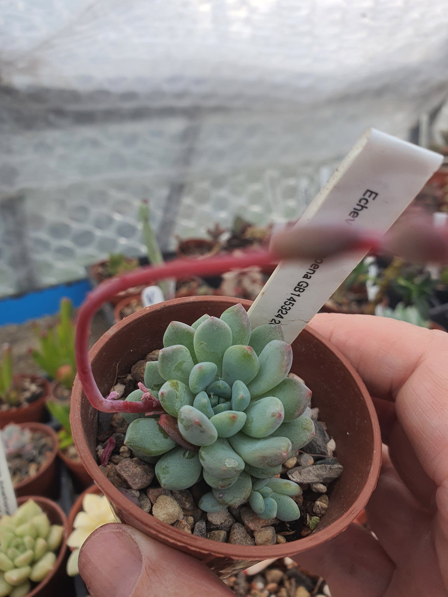 Echeveria amoena