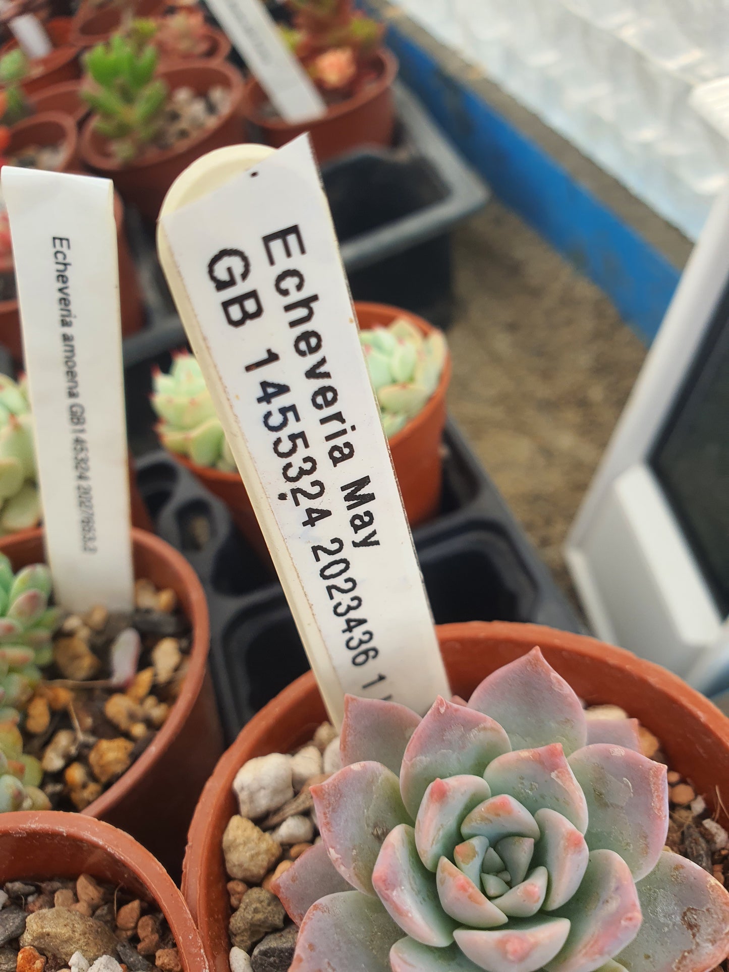 Echeveria 'May'| 🇬🇧 UK Grown
